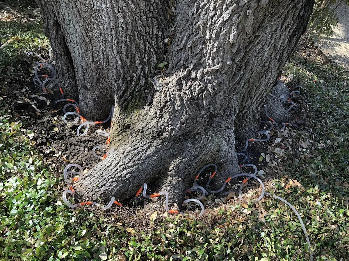 Detailed Tree Cabling and Bracing job site in Ironton