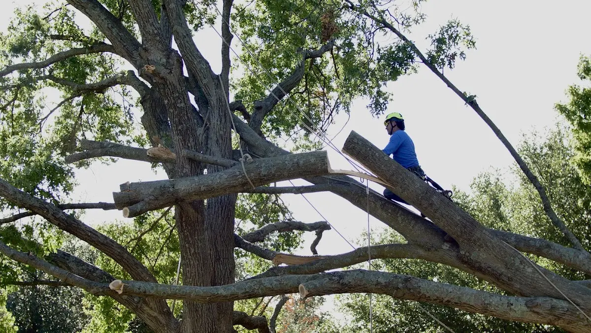 Professional Crown Thinning performed by certified arborists in Ironton